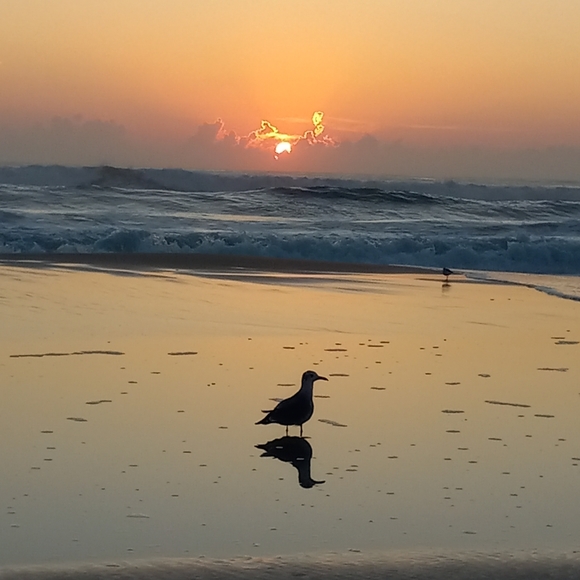 Meet your Posher, Chell - Picture 2 of 2